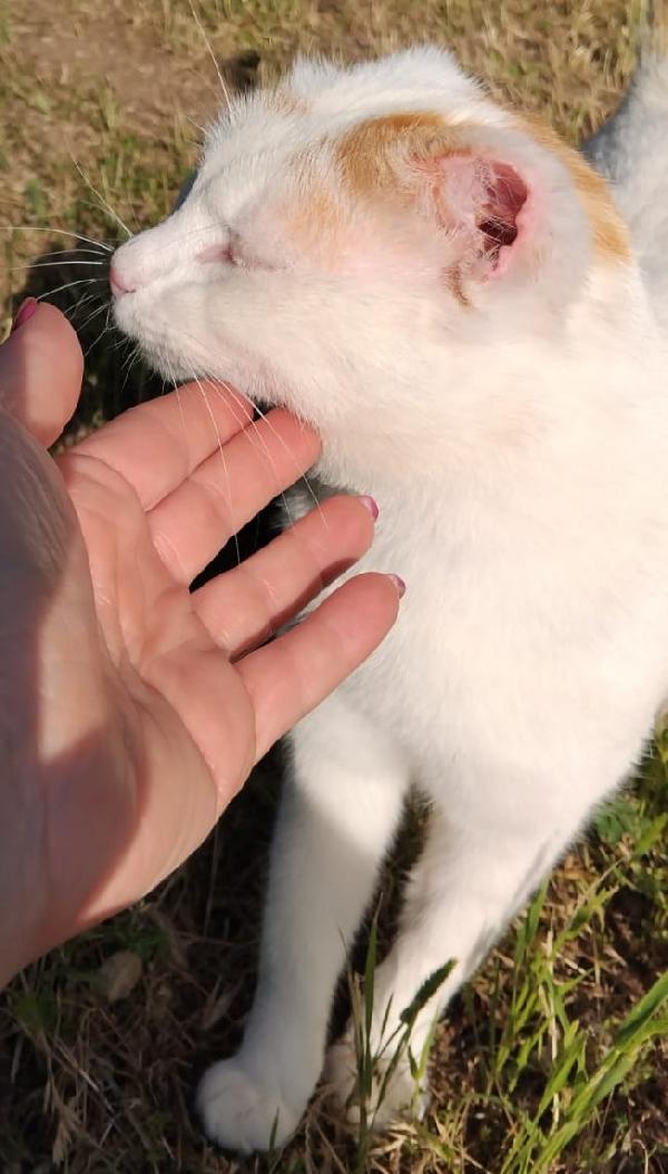 UBER, micione FIV+ Foto 2